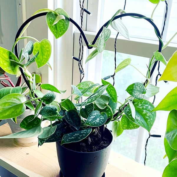 Planet Gates One Size Fits All Gorgeous Heart-Shaped Plant Support Stake - Perfect for Garden, Balcony & Flower Planting!