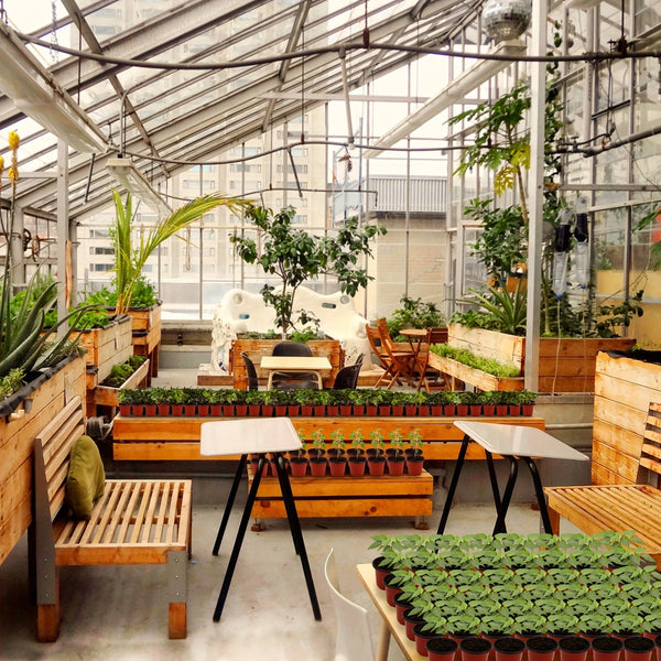 Planet Gates Pack Of 50 With Lid 50 Packs, Plant Nursery Pots With Humidity Domes, 50 Sets 10.16 Cm Soft Nursery Pots (50 Pots + 50 Clear Lids), Seed Starter Pots Small Planter Containers With Drain Holes