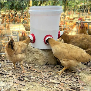 Planet Gates Poultry Professional Feeder Disposable Pigeon Farm Poultry Feeding Supplies Gravity Feed Kit