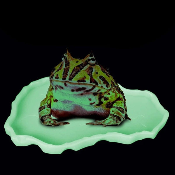 Planet Gates Reptile Bowls Terrarium Feeding Worm Dish Reptile Mealworm Feeder Dish Plastic Bowl for FROG  Snake Spiders Turtles