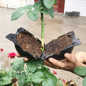 Planet Gates Small black Plant Rooting Ball Propagation Rooting Box Plant Cloner Grafting Breeding Seeding Container Nursery Box Garden Seeds Root Cases