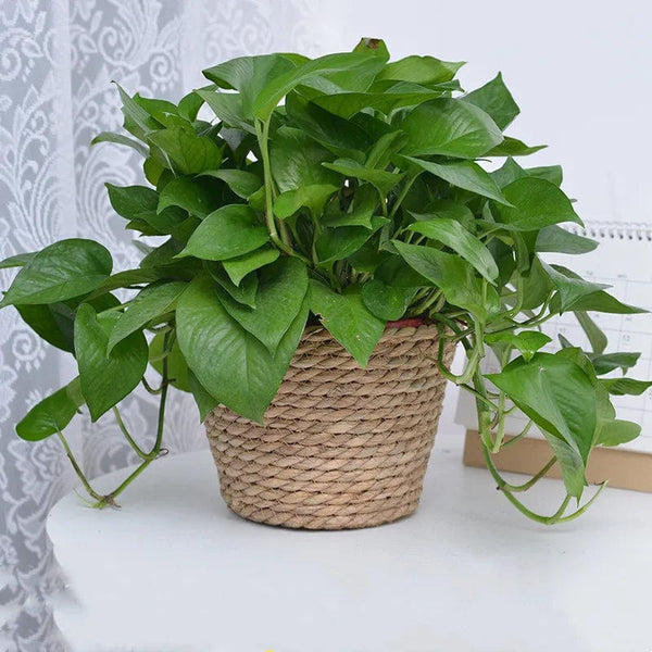 Planet Gates Straw Weaving Flower Plant Pot Basket Grass Planter Basket Indoor Outdoor Flower Pot Cover Plant Containers for Plantable Plants