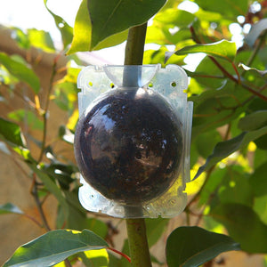 Planet Gates Transparent / 10pcs 10pcs Plant High-pressure Propagation Box Cutting Grafting Rooting Box Tree High-altitude Pressure Branch Rooting Propagation Ball Propagator