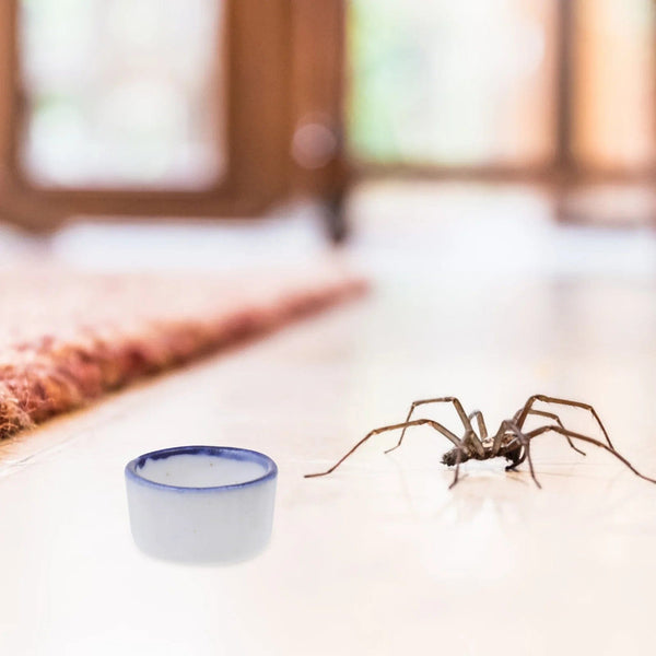 Planet Gates White / 2X2X1cm 12 Pcs Basin Small Terrarium Jumping Spider Enclosure Tarantula The Fence Millipede Ceramics Mini Water Sink Reptile Baby