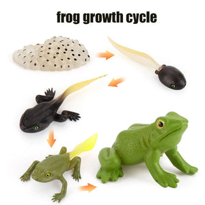 Planet Gates X-5pcs Animal Life Cycle Board Children Toys Montessori Teaching Aids Plant Animal Growth Cycle Model Set preschool cognitive Toys