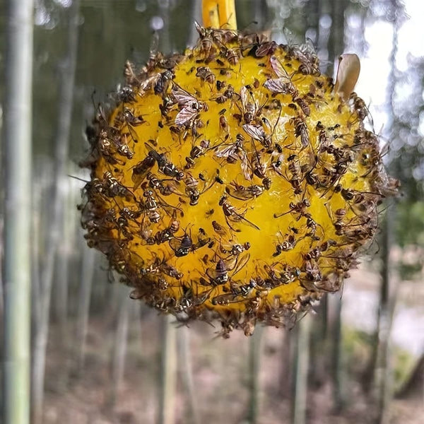 Planet Gates Yellow / 1pc 1pc/6pcs Fruit Fly Traps Sticky Traps, Gnat Traps Flying Insects Traps Ball For Indoor Outdoor House Kitchen Plants Trees Flying Insects, Pest Control