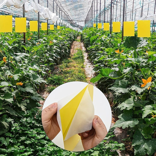 Planet Gates Yellow / 50 PCS 50pcs, Large Insect Sticky Fly Traps Paper Set Glue Catcher Killer Insect Bug Flies Indoor And Outdoor Insect Traps, Indoor Outdoor House Kitchen Plants Trees Flying Insects, Pest Control