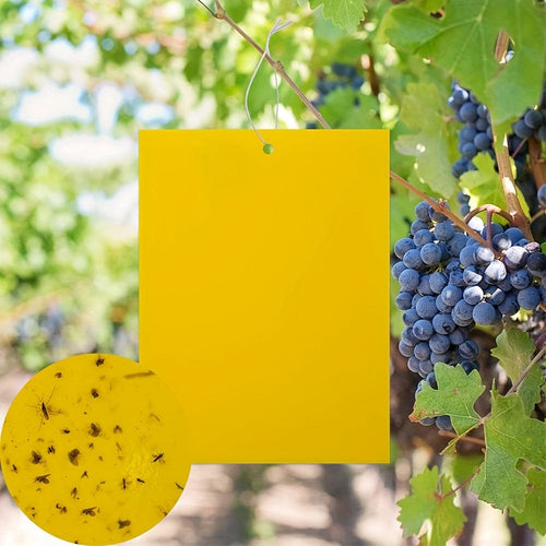 Planet Gates Yellow / 50 PCS 50pcs, Large Insect Sticky Fly Traps Paper Set Glue Catcher Killer Insect Bug Flies Indoor And Outdoor Insect Traps, Indoor Outdoor House Kitchen Plants Trees Flying Insects, Pest Control