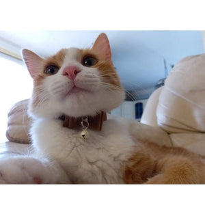 Planet Gates 200003709 Safety Elastic  Bowtie With Bell Small Dog Cat Collar Safe Soft Velvet 6 Colors Pet Products Dog Collar Pet Supplier