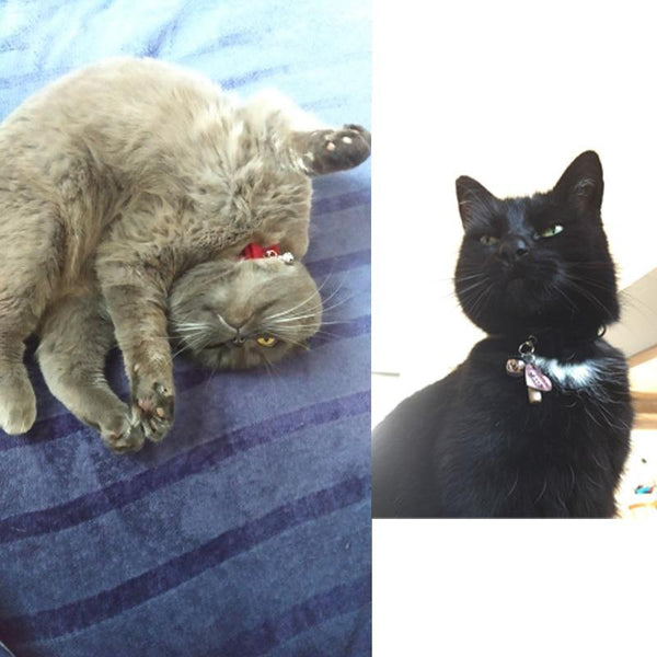 Planet Gates 200003709 Safety Elastic  Bowtie With Bell Small Dog Cat Collar Safe Soft Velvet 6 Colors Pet Products Dog Collar Pet Supplier