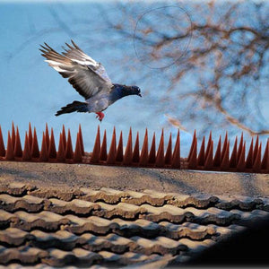 Planet Gates 200327217 Plastic Bird And Pigeon Spikes Anti Bird Anti Pigeon Spike For Get Rid Of Pigeons And Scare Birds Pest Control