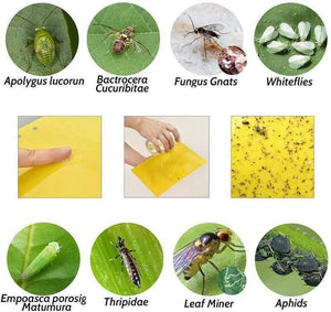 Planet Gates 200327218 100pcs Strong Fly Traps Bugs Sticky Board Dual-Sided Catching Aphid Insects Pest Control Whitefly Thrip Leafminer Glue Sticker