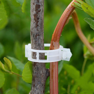 Planet Gates 200367155 50/100/200 Pcs Plastic Plant Support Clips For Tomato Hanging Trellis Vine Connects Plants Greenhouse Vegetables Garden Ornament