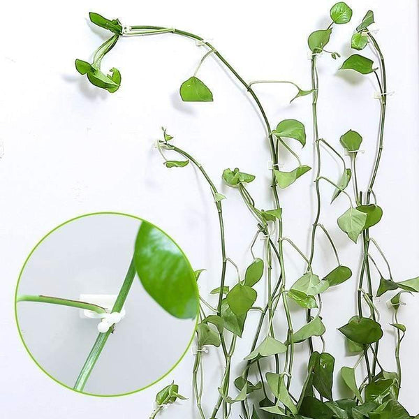 Planet Gates 200367155 Plant Climbing Wall Self-Adhesive Fastener Tied Fixture Vine Buckle Hook Garden Plant Wall Climbing Vine Clips Fixed Buckle Hook