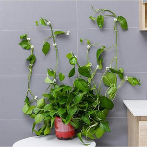 Planet Gates 200367155 Plant Climbing Wall Self-Adhesive Fastener Tied Fixture Vine Buckle Hook Garden Plant Wall Climbing Vine Clips Fixed Buckle Hook