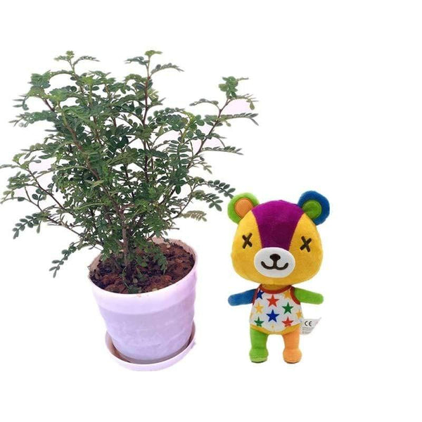 20cm 28cm Animal Crossing Plush Toy Cartoon Raymond Free Give Away 1pcs Amiibo Card Jingjiang Doll KK Isabelle Plush Toys