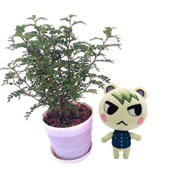 20cm 28cm Animal Crossing Plush Toy Cartoon Raymond Free Give Away 1pcs Amiibo Card Stitches Doll KK Isabelle Plush Toys