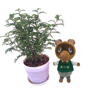 20cm 28cm Animal Crossing Plush Toy Cartoon Raymond Free Give Away 1pcs Amiibo Card Jingjiang Doll KK Isabelle Plush Toys