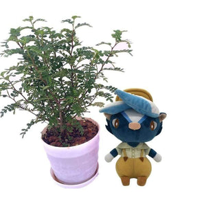 20cm 28cm Animal Crossing Plush Toy Cartoon Raymond Free Give Away 1pcs Amiibo Card Jingjiang Doll KK Isabelle Plush Toys