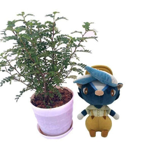 20cm 28cm Animal Crossing Plush Toy Cartoon Raymond Free Give Away 1pcs Amiibo Card Stitches Doll KK Isabelle Plush Toys