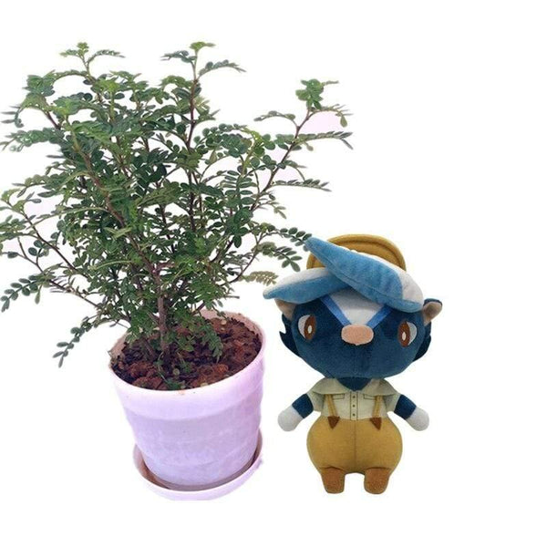 20cm 28cm Animal Crossing Plush Toy Cartoon Raymond Free Give Away 1pcs Amiibo Card Stitches Doll KK Isabelle Plush Toys