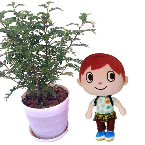 20cm 28cm Animal Crossing Plush Toy Cartoon Raymond Free Give Away 1pcs Amiibo Card Stitches Doll KK Isabelle Plush Toys