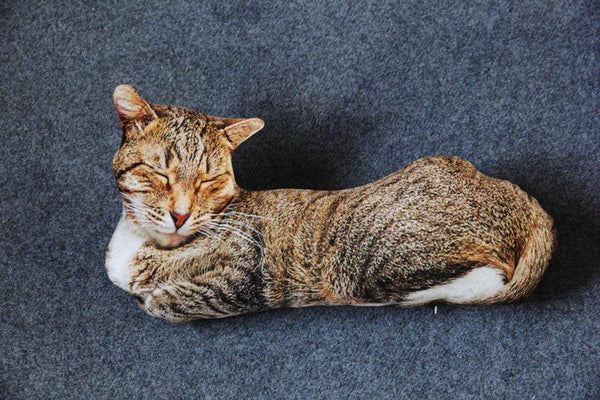 Planet Gates 50cm Cute Lifelike 3D Cat Plush Toys Stuffed Soft Animal Doll Simulation Sleep Pillow Sofa Cushion Cartoon Doll Home Decor Gift