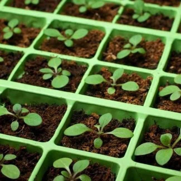 Planet Gates 52X24cm PVC Waterproof Seedling Heat Mat Seed Starting Germination Mat For Propagation Cloning Garden Supplies 110V/220V 18W