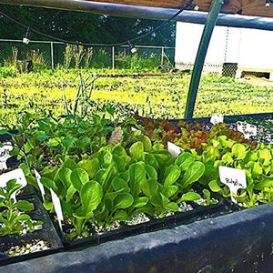 Planet Gates 5Pcs 72-Cell Nursery Pots Tray Seed Planting Insert Plug Tray Plant Seeds Grow Box garden supply - Black