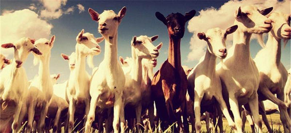 Planet Gates Black / L Designer Men's Gloves High Quality Real Genuine Leather sheepskin Mittens Warm Winter for Fashion Male