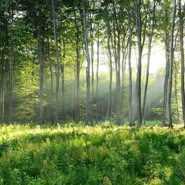 Custom Photo Wallpaper 3D Green Forest Nature Landscape Large Murals Living Room Sofa Bedroom Modern Wall Painting Home Decor