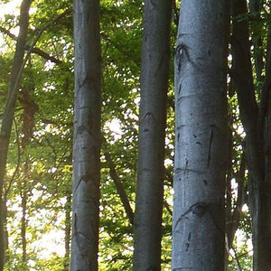 Planet Gates Custom Photo Wallpaper 3D Green Forest Nature Landscape Large Murals Living Room Sofa Bedroom Modern Wall Painting Home Decor