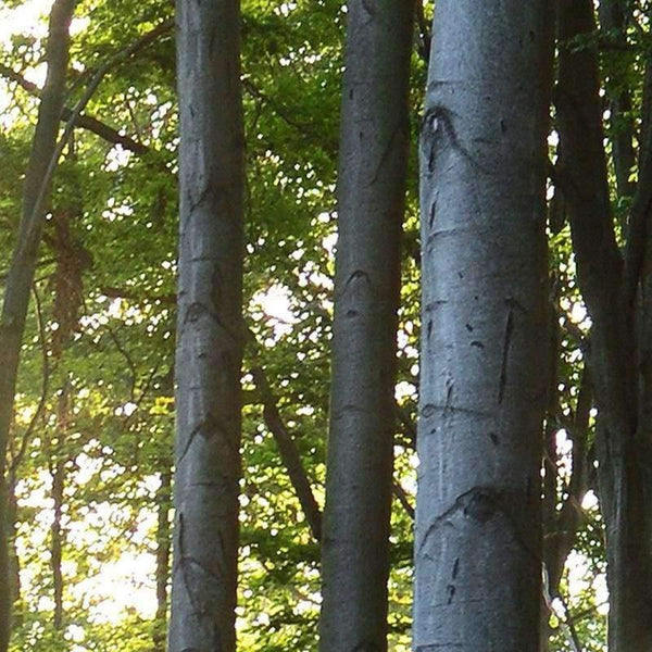 Planet Gates Custom Photo Wallpaper 3D Green Forest Nature Landscape Large Murals Living Room Sofa Bedroom Modern Wall Painting Home Decor