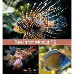 Planet Gates EU Plug ARCHON diving photography light Max 12,000 lumens Positive white lighting diving shooting underwater HD video photo diving light