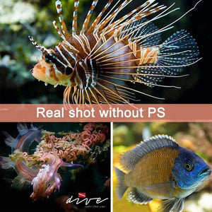 Planet Gates EU Plug ARCHON diving photography light Max 12,000 lumens Positive white lighting diving shooting underwater HD video photo diving light