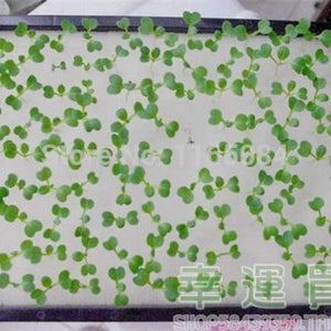 Planet Gates Garden supplies hydroponic seeds vegetables foam cubes pot for starting seed for hydroponics system2.3*2.3 (117PCS/lot).