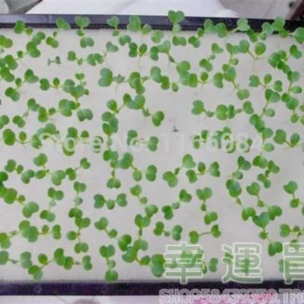 Planet Gates Garden supplies hydroponic seeds vegetables foam cubes pot for starting seed for hydroponics system2.3*2.3 (117PCS/lot).