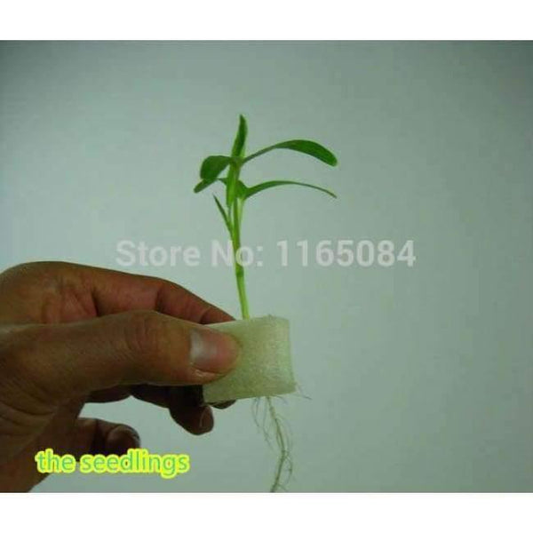 Planet Gates Garden supplies hydroponic seeds vegetables foam cubes pot for starting seed for hydroponics system2.3*2.3 (117PCS/lot).