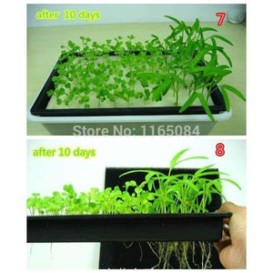 Planet Gates Garden supplies hydroponic seeds vegetables foam cubes pot for starting seed for hydroponics system2.3*2.3 (117PCS/lot).