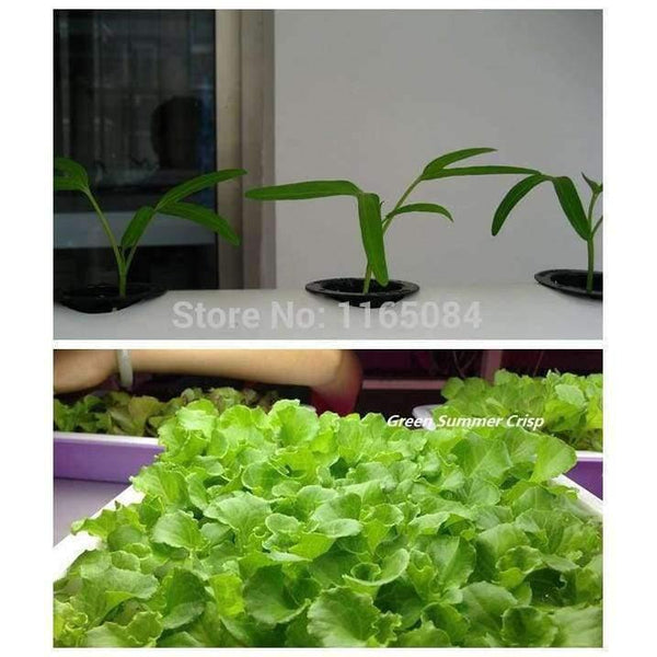 Planet Gates Garden supplies hydroponic seeds vegetables foam cubes pot for starting seed for hydroponics system2.3*2.3 (117PCS/lot).