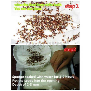 Planet Gates Garden supplies hydroponic seeds vegetables foam cubes pot for starting seed for hydroponics system2.3*2.3 (117PCS/lot).