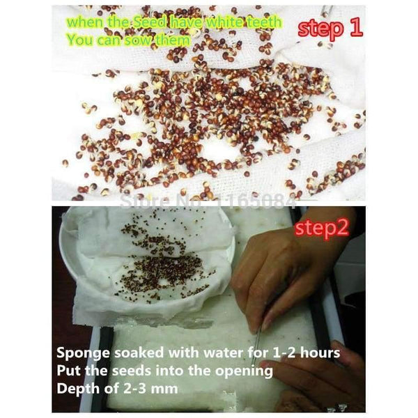 Planet Gates Garden supplies hydroponic seeds vegetables foam cubes pot for starting seed for hydroponics system2.3*2.3 (117PCS/lot).