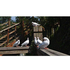 Planet Gates Garden Supplies Modeling Imitation pigeon Micro Landscape Gardening Supplies Accessories Garden Outdoor Patio Decoration