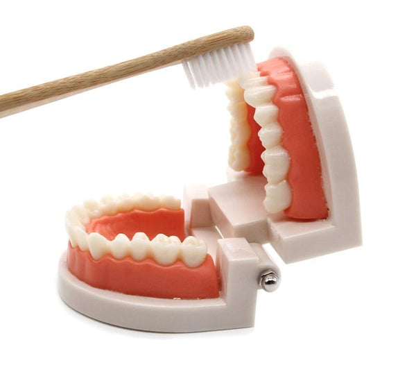 Planet Gates Montessori Educational Toys for Children Early Learning Kids Intelligence Brushing Tooth Teaching Aids Simulated Practical Life