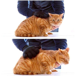 Planet Gates Pet Dog Cat Brush Cleaning Brush Hair Clean Glove Pet Dog Cat Massage Hair Removal Grooming Tool