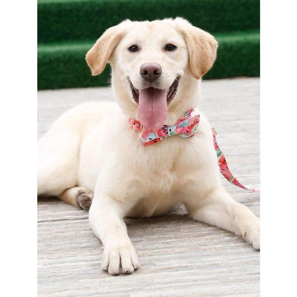 Planet Gates Pink Dog Collar and Leash Set with Bow Tie for Big and Small Dog Cotton Fabric Collar Rose Gold Metal  Buckle  Pet Products