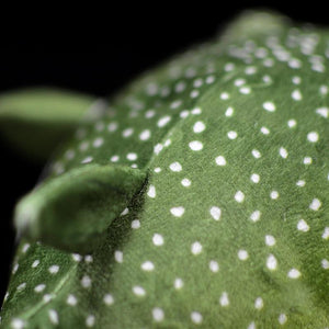 Planet Gates Real Life Pufferfish Plush Toy Lifelike Sea Animals Puffers Stuffed Toys Soft Aquarium Fish Dolls Gifts For Kids