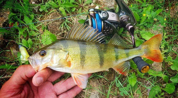 Planet Gates Spool Spinning Fishing Reel JAGUAR 1000 2000 3000 185G 6KG Max Carbon Drag Carp Saltwater Reel Bass Pike Wheel